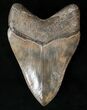 Stunning Principal Megalodon Tooth - Georgia #15714-2